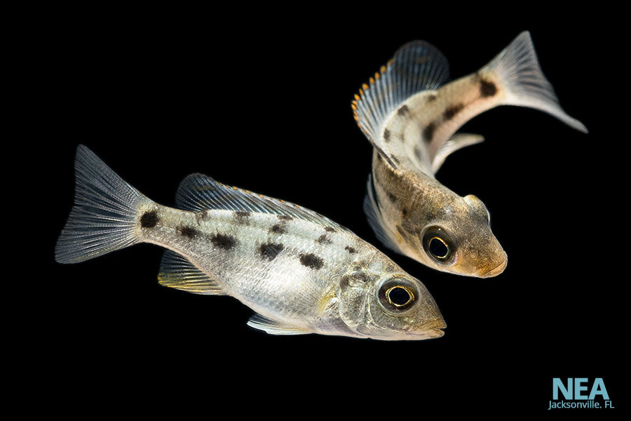 african cichlid