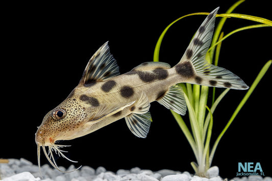 Synodontis Decorus Catfish