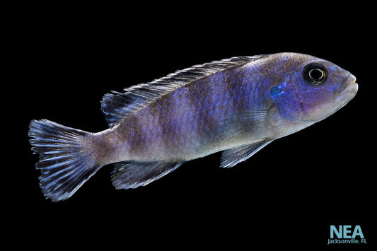 african cichlid