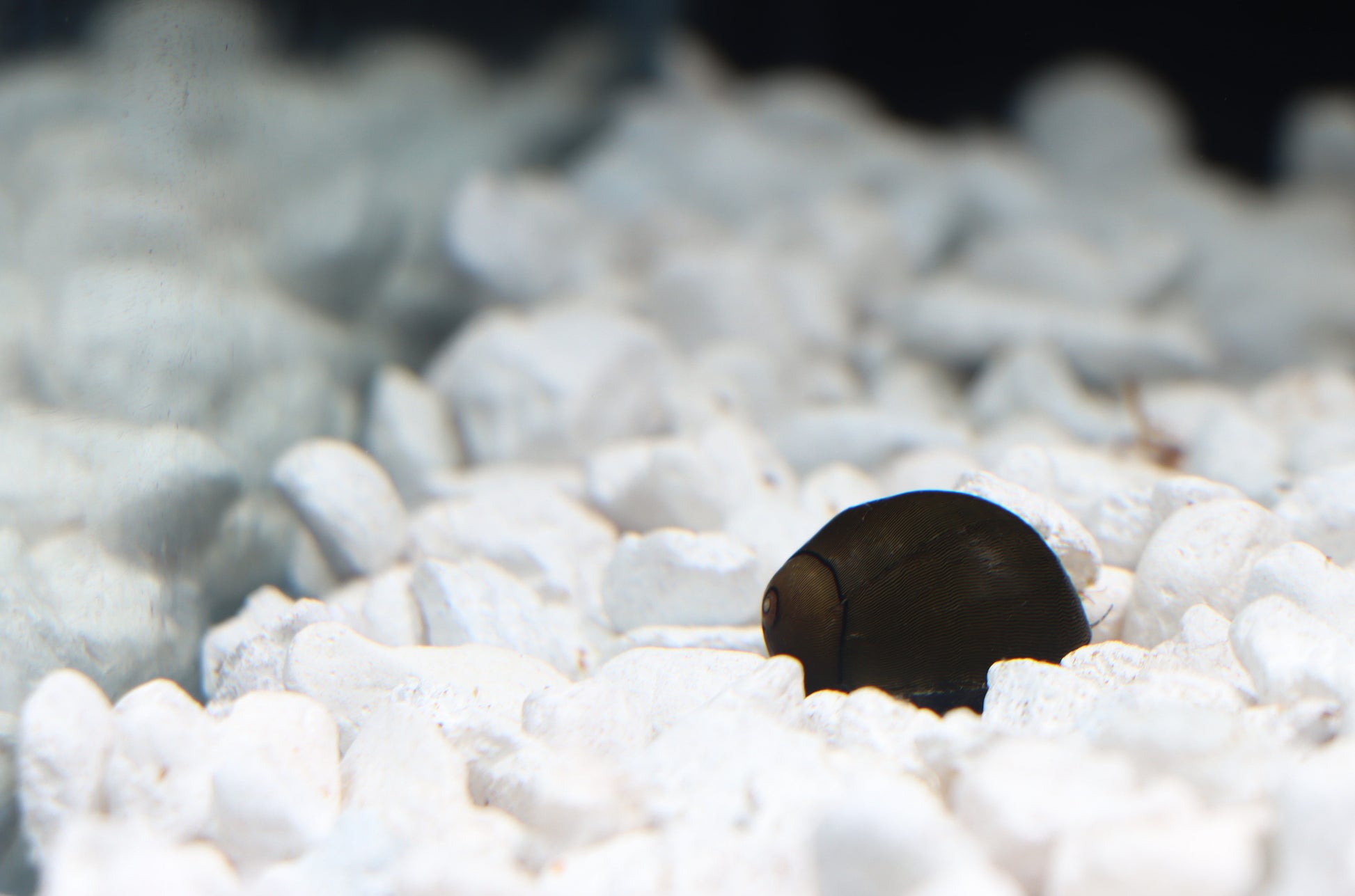 A Nerite snail resting on white aquarium gravel.