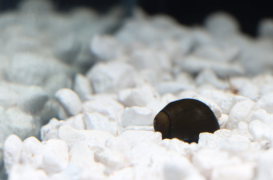 A Nerite snail resting on white aquarium gravel.