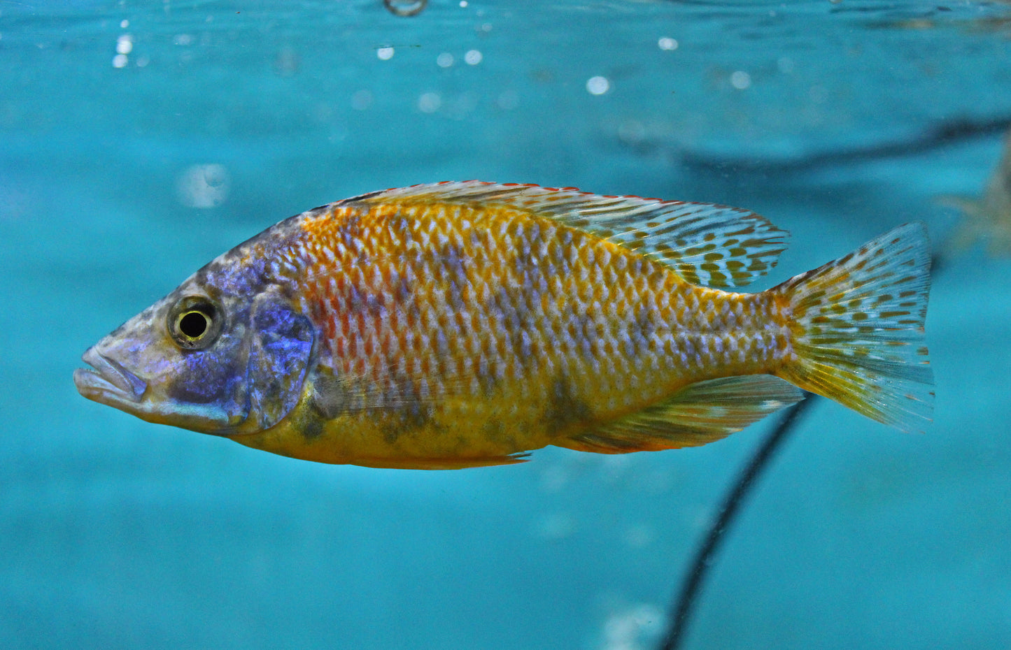 OB Compressiceps Cichlid