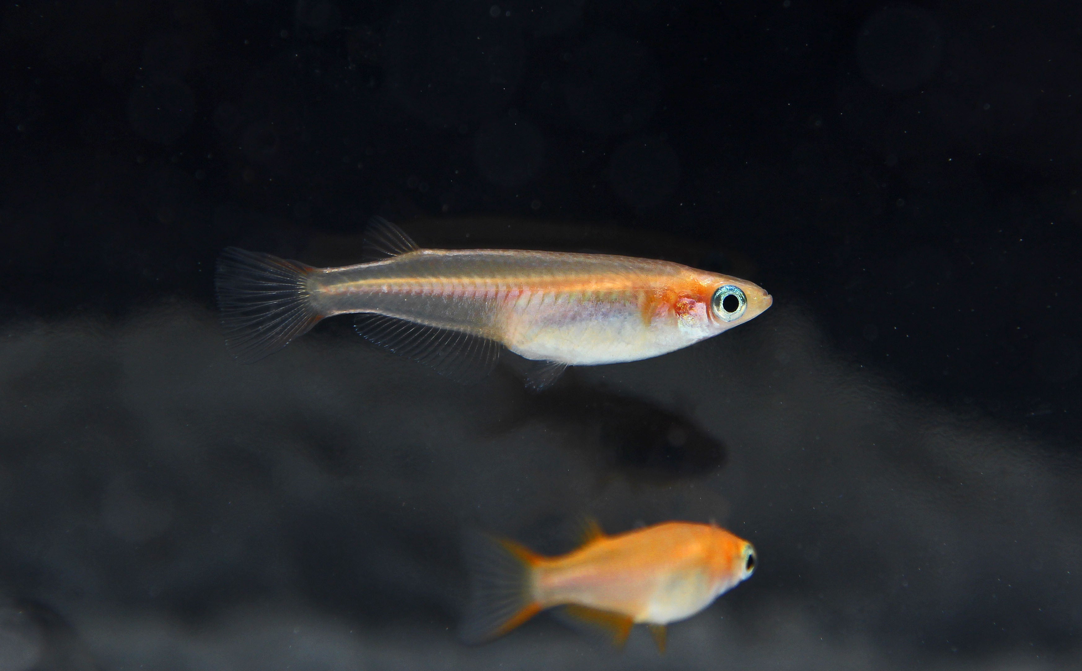 Oryzias Latipes Assorted Rice Fish – Natural Environment Aquatix