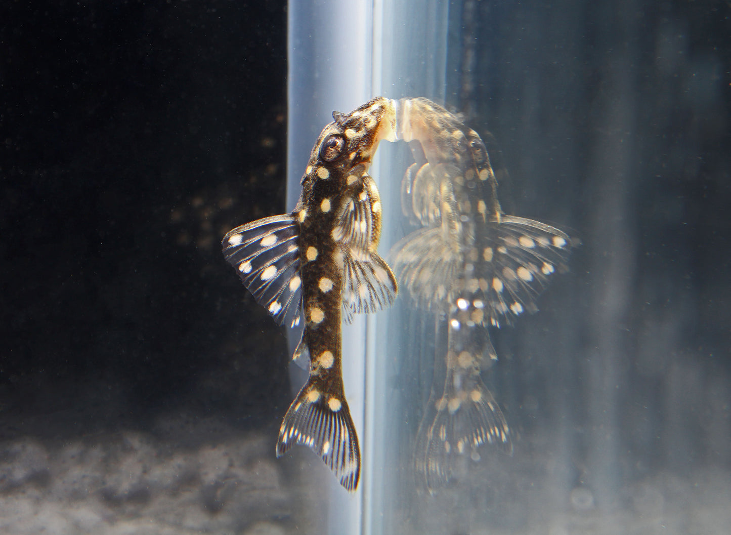 Orinoco Angel/Snowball Plecostomus L201