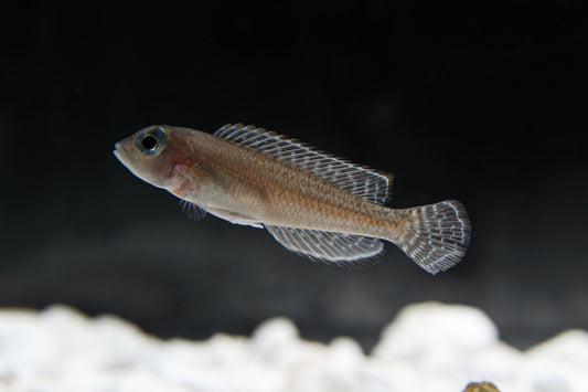 Ornatipinnis Cichlid