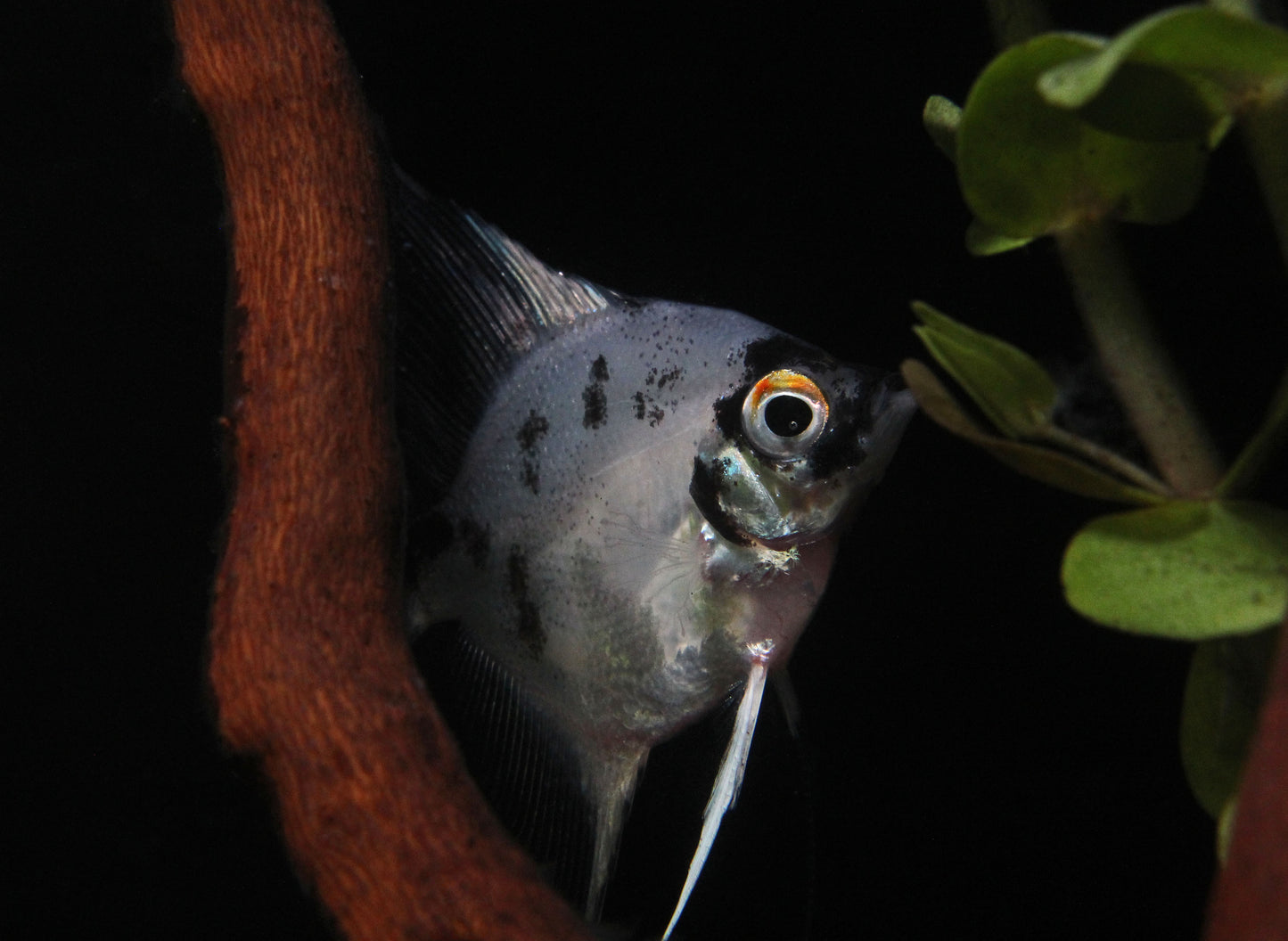 Panda Angelfish