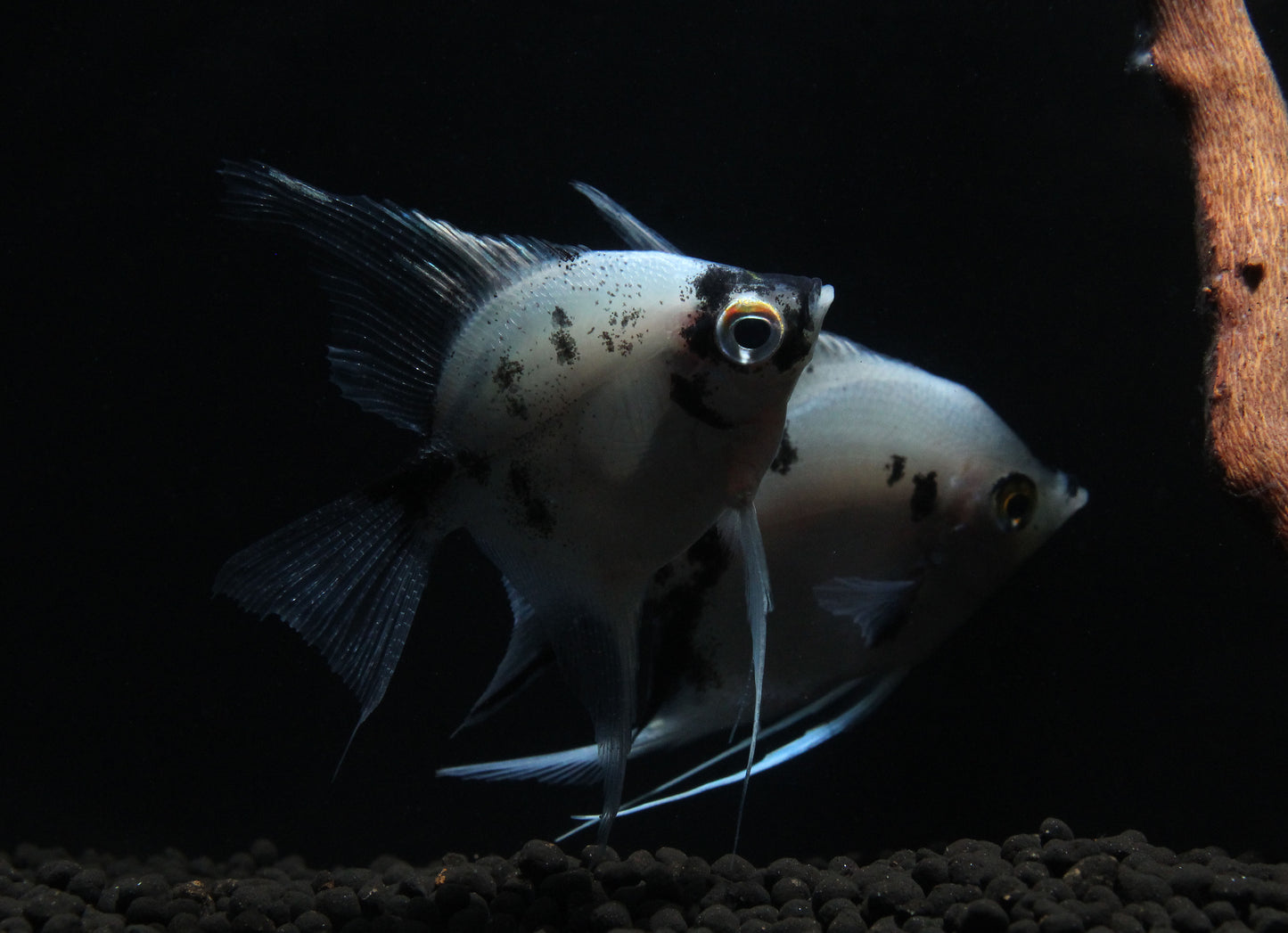 Panda Angelfish