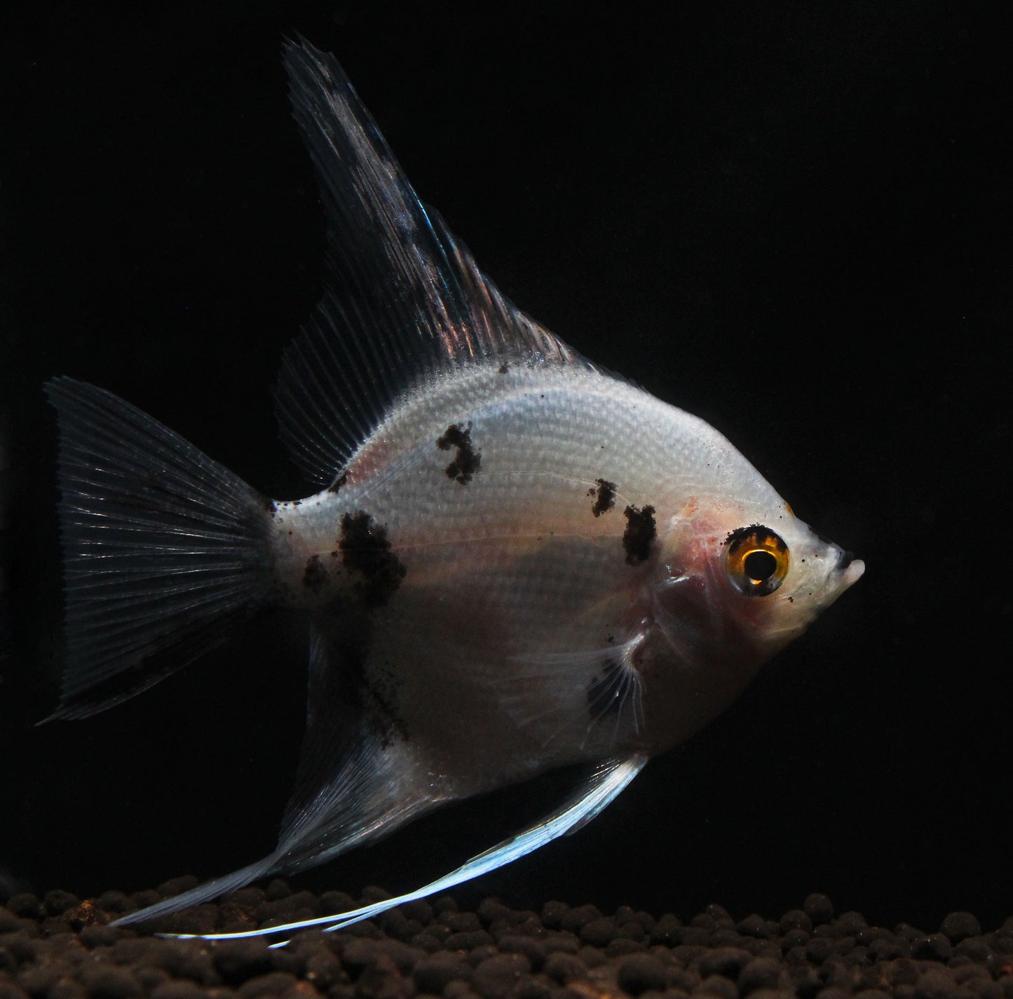 Panda Angelfish