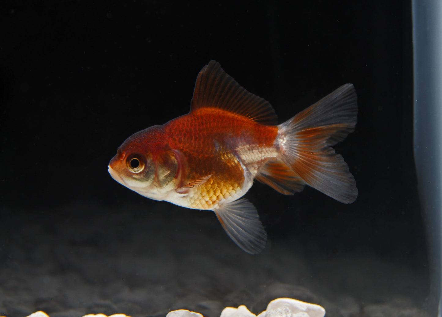 Panda Oranda Goldfish