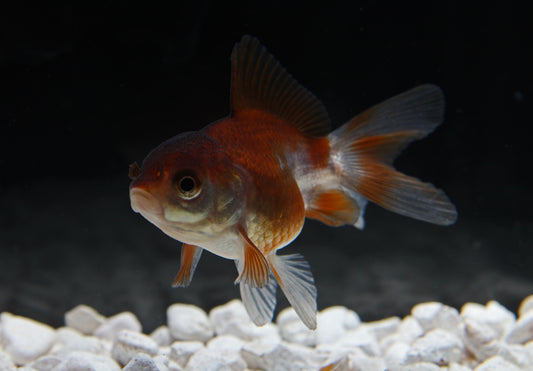 Panda Oranda Goldfish