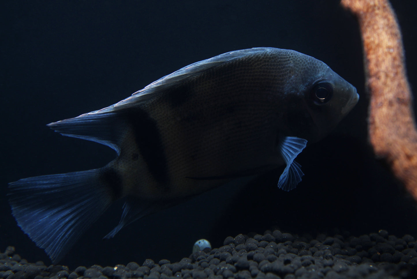 Panda Uaru Cichlid