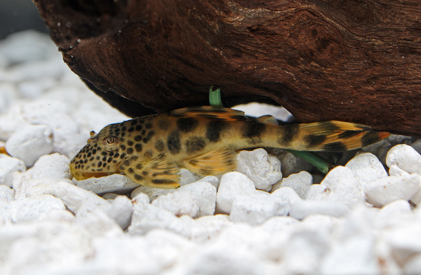 Para Plecostomus L-075