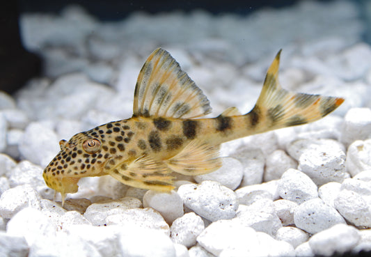 Para Plecostomus L-075