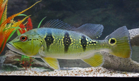 Peacock Bass