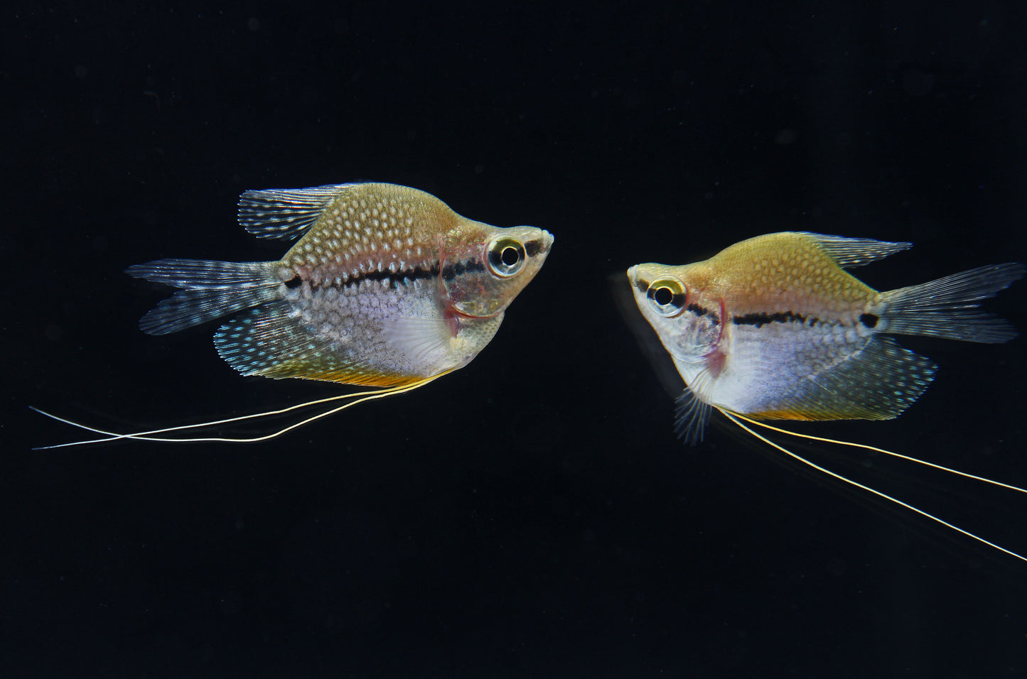 Pearl Balloon Gourami