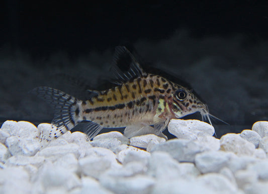 Peru Leopardus Corydoras Catfish C102
