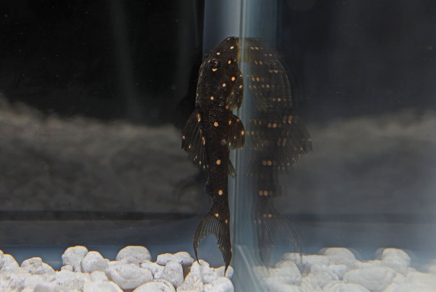 Peruvian Galaxy Plecostomus LDA-031