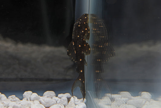 Peruvian Galaxy Plecostomus LDA-031