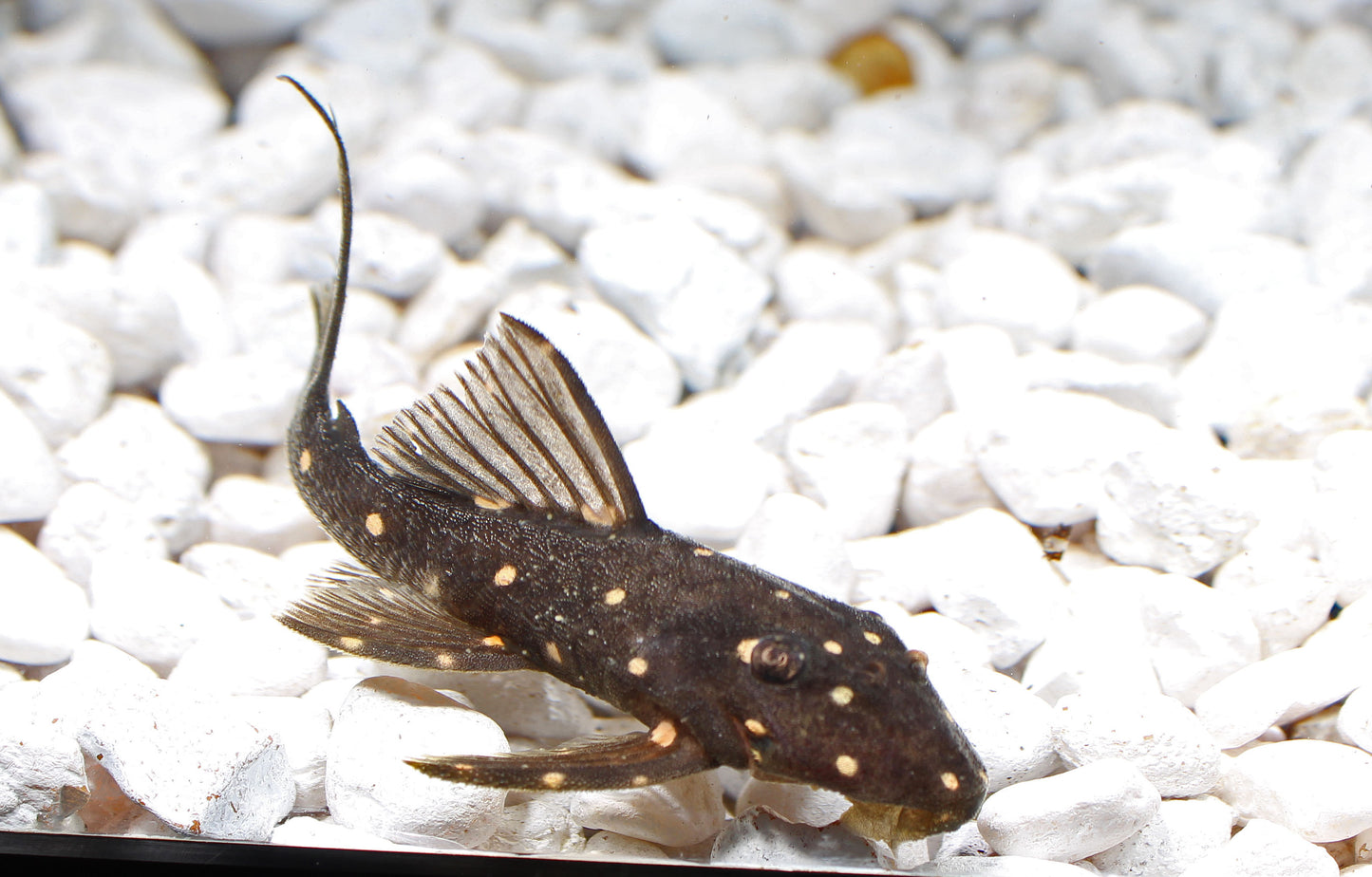 Peruvian Galaxy Plecostomus LDA-031