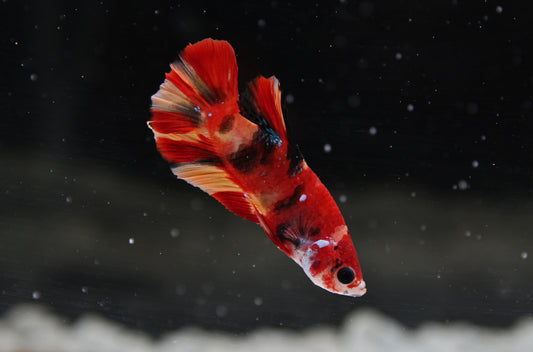 Plakat Candy Male Betta Fish