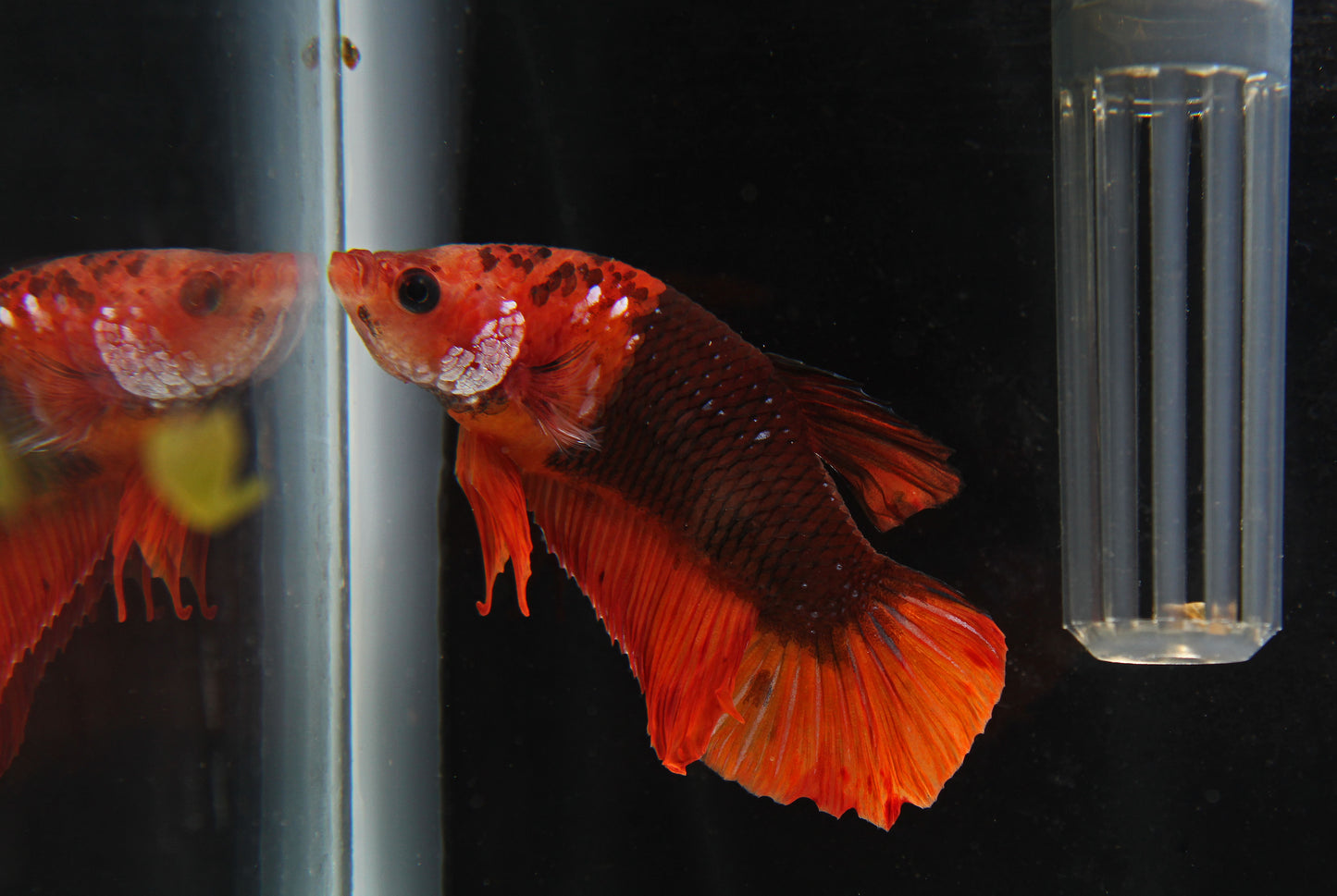 Plakat Fancy Dragon Male Betta Fish