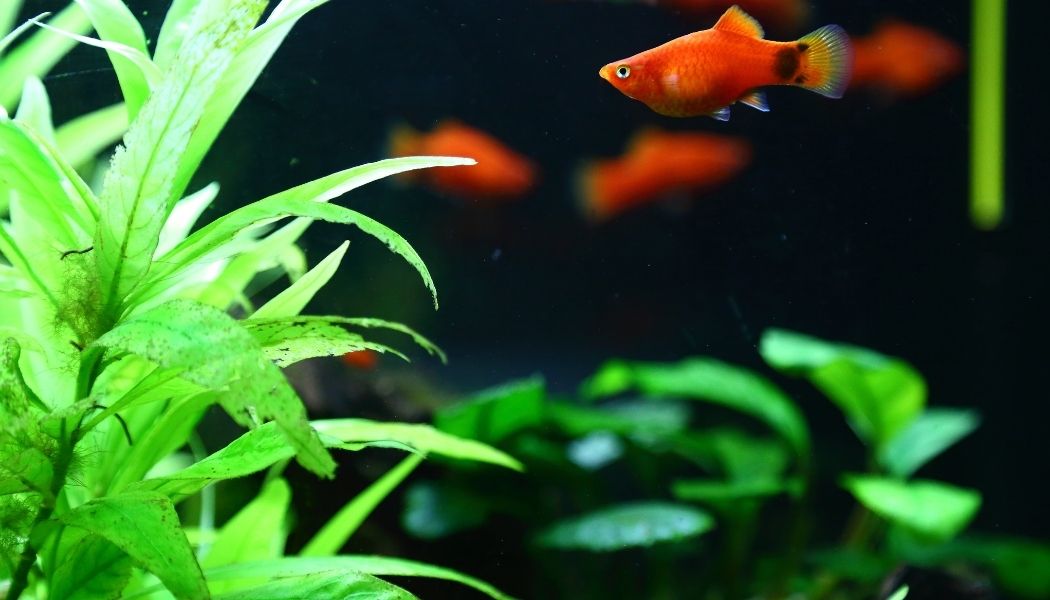 Platy Fish (Xiphophorus maculatus / Xiphophorus variatus)
