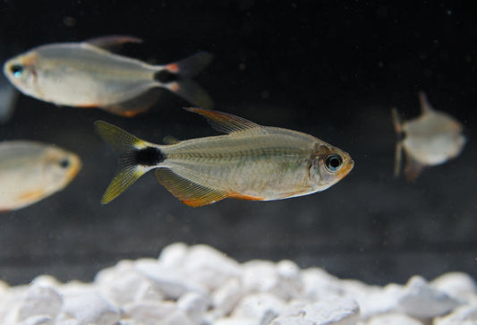 Raccoon Tetra