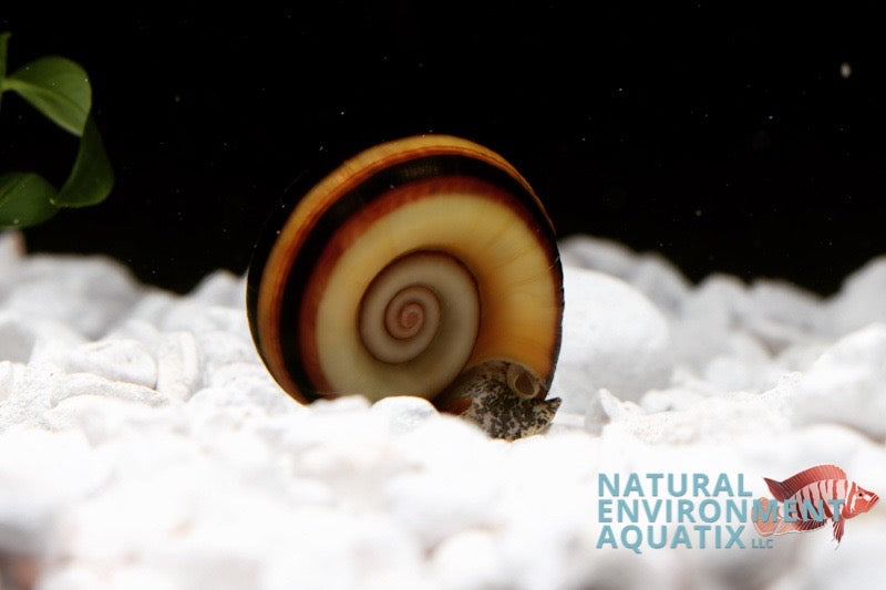 A Ramshorn Snail in an aquarium setting, with a predominantly white shell that has orange and black bands.