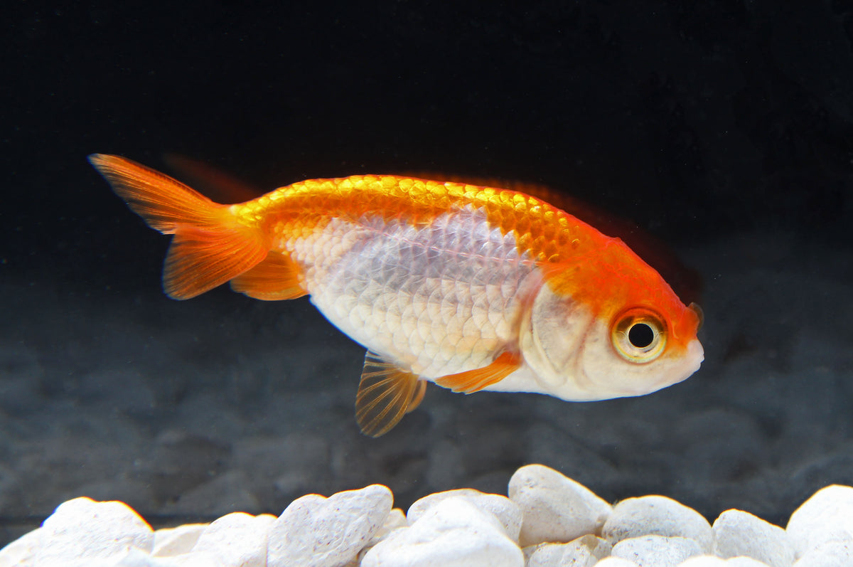 Ranchu Goldfish Face RANCHU 12 Cm Sydney Discus World Aquariums