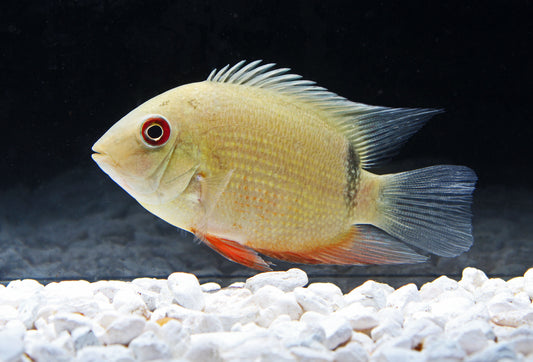 Red Belly Eye Spot Severum Cichlid