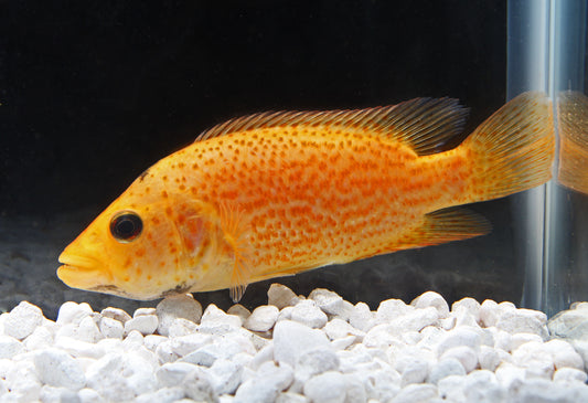 Red Dovii Cichlid