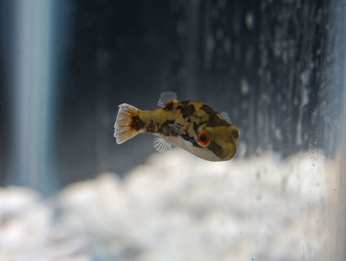 Red Eye Puffer Fish