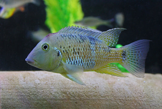 Red Hump Geophagus  Cichlid