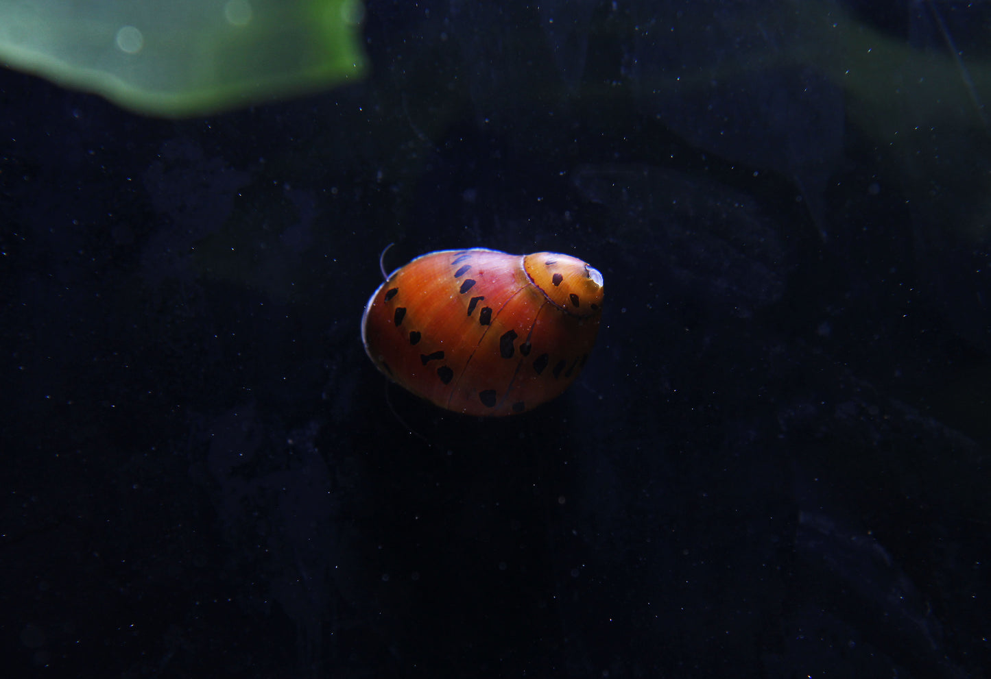 Nerite Snail