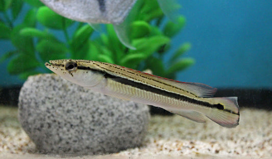 Lenticulata Pike Cichlid