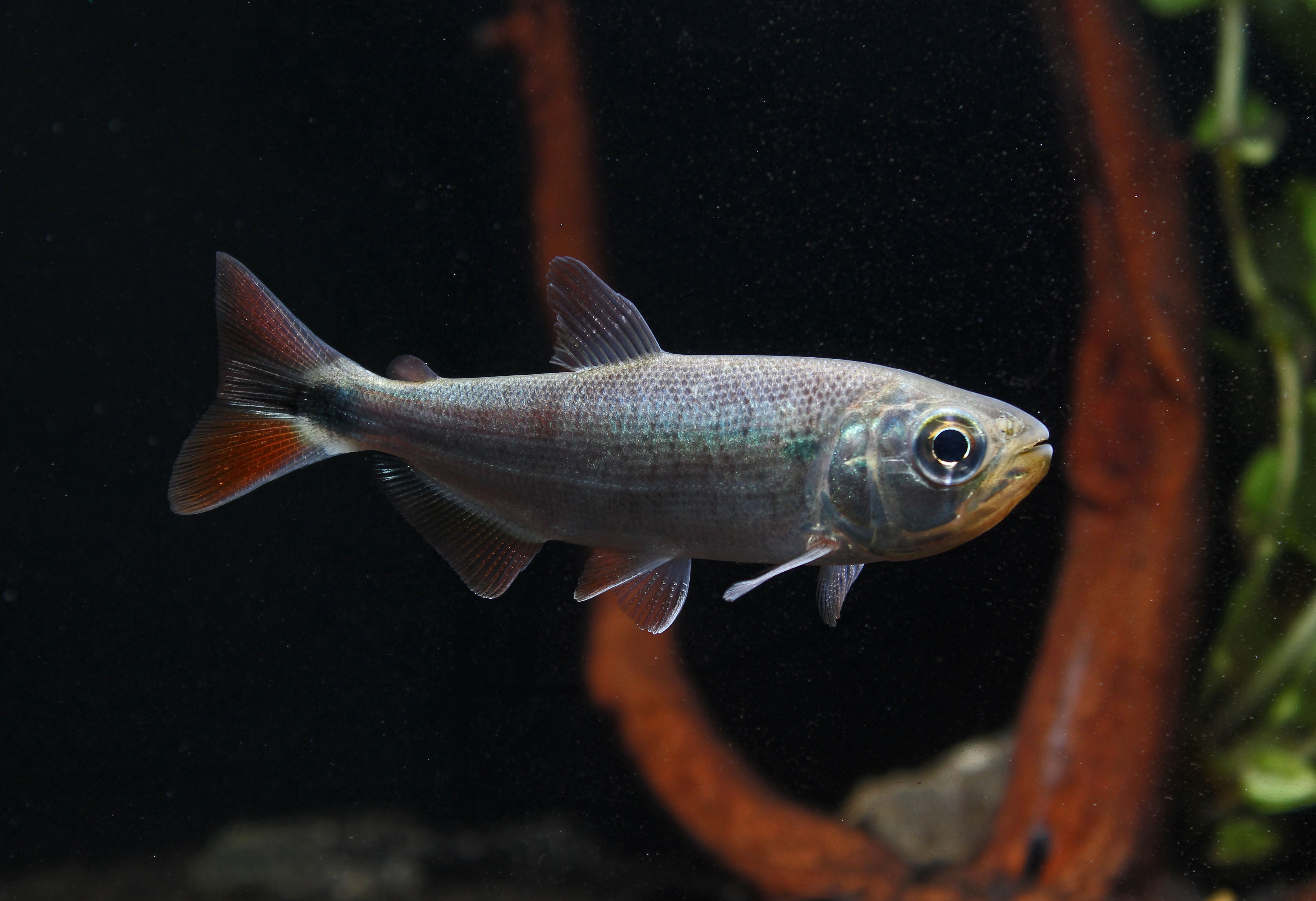 Brycon Box Red Tail Brycon – Natural Environment Aquatix