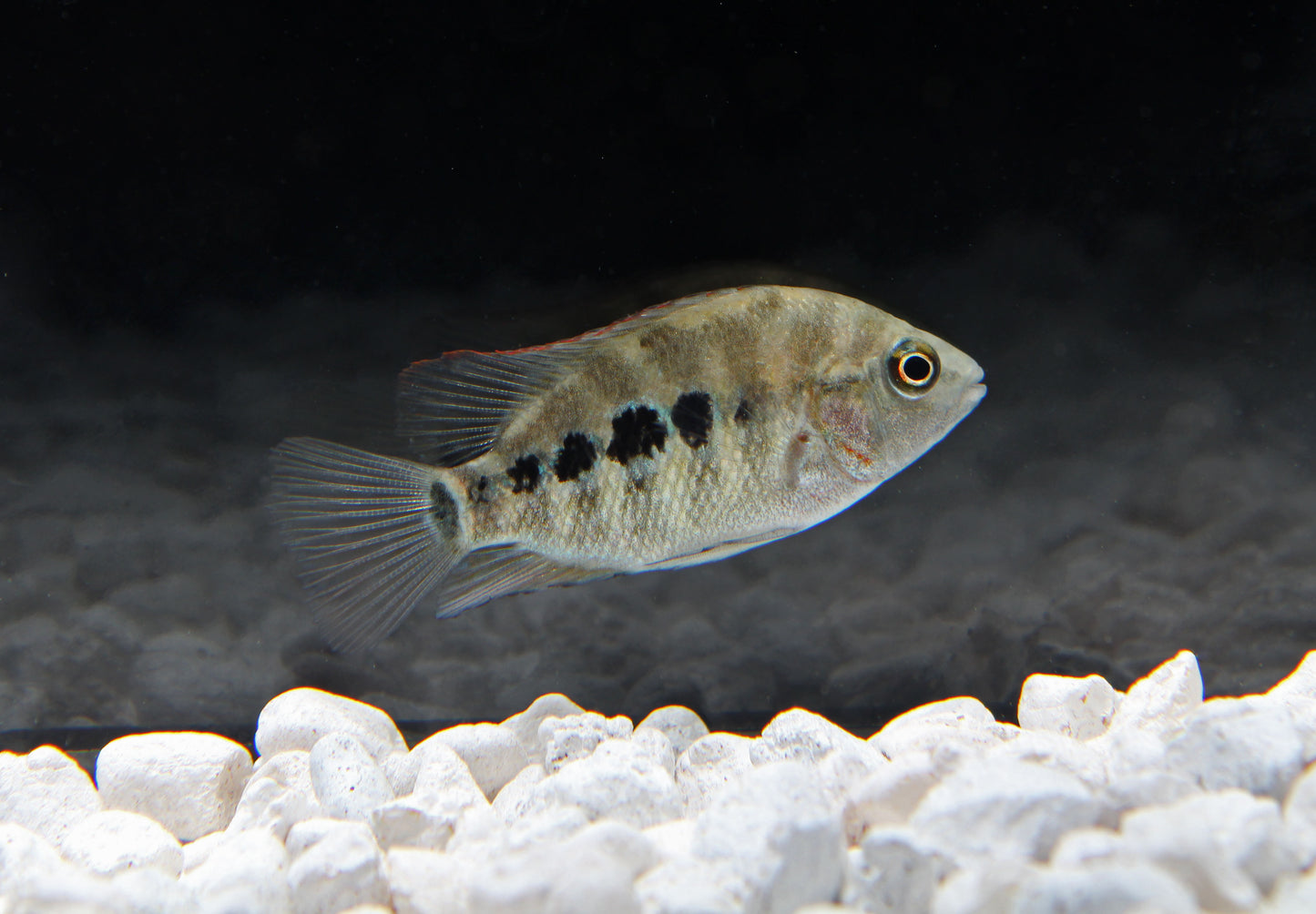 Red Texas Cichlid Small