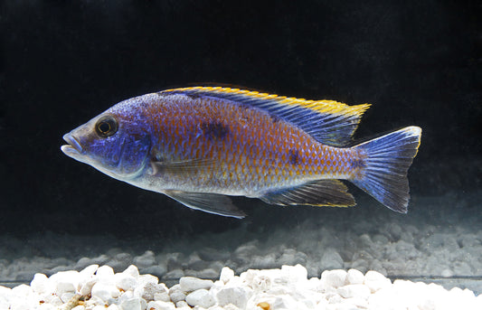 Red Top  Aristochromis Male Large Cichlid