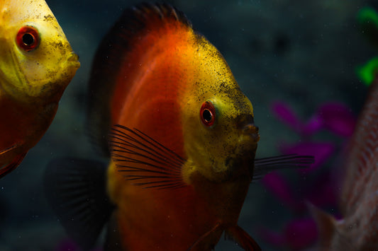 A close-up image of a red melon discus fish with a vibrant orange and yellow coloration, swimming in an aquarium.