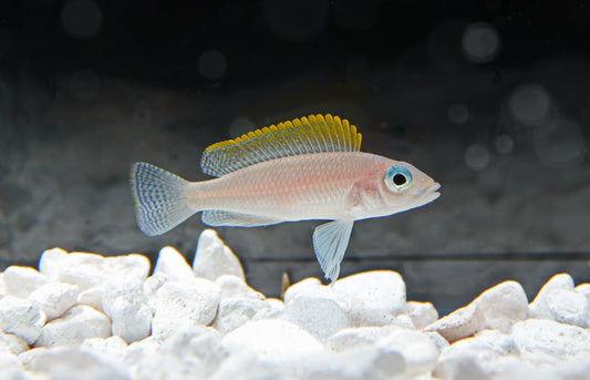 Redfin Caudopunctatus Cichlid
