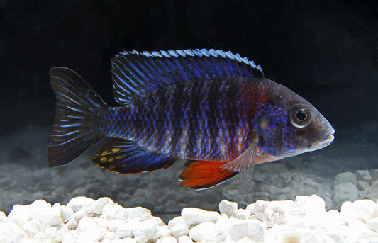 Regal Peacock Cichlid  Male Large