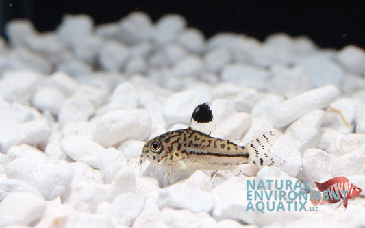 A reticulated julii cory catfish in a freshwater aquarium, surrounded by white gravel substrate.
