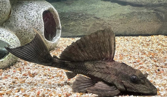 A Rhino Plecostomus fish swimming in an aquarium with a large, armored body and long, slender fins.