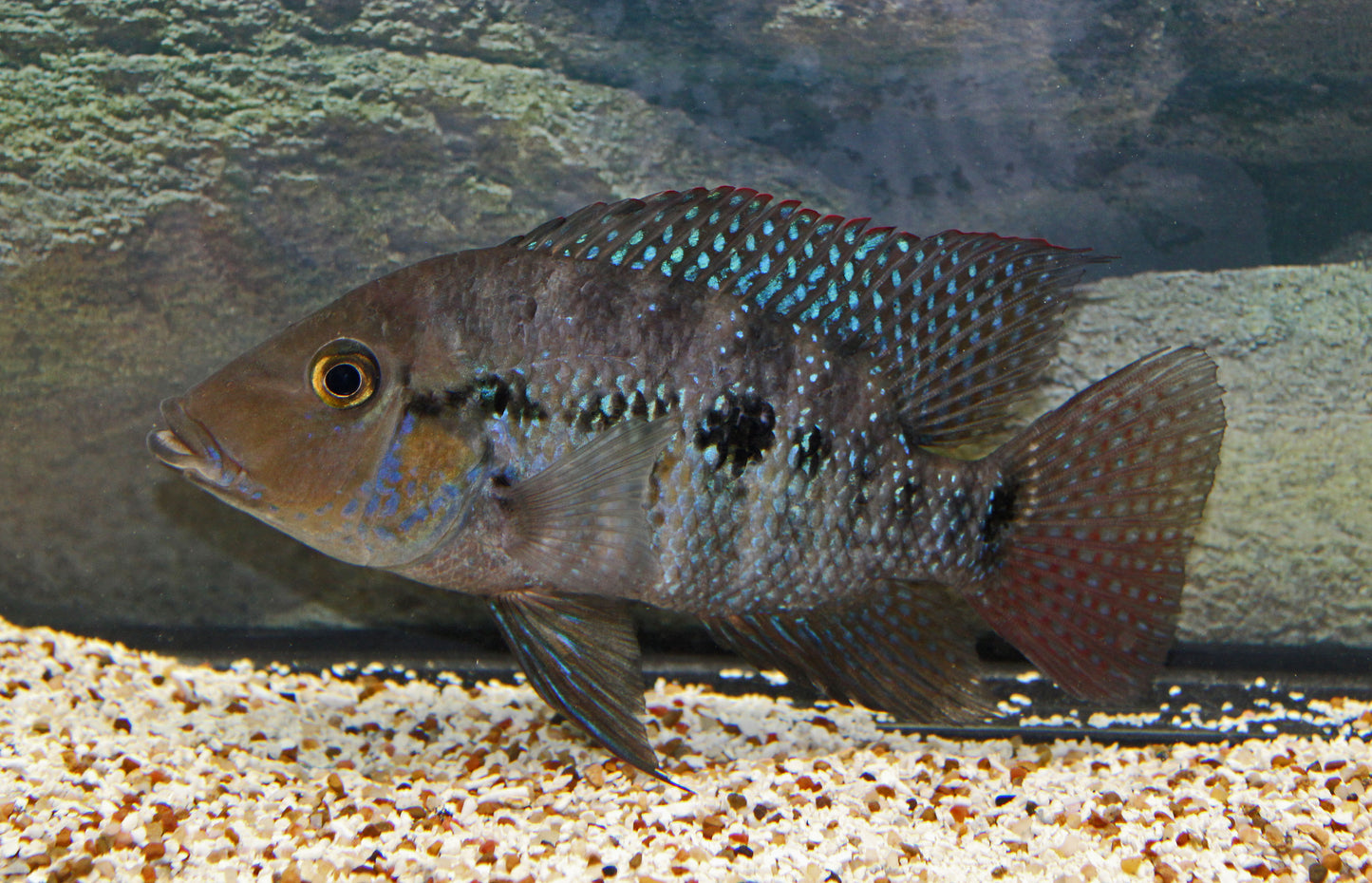 Robertsoni Cichlid