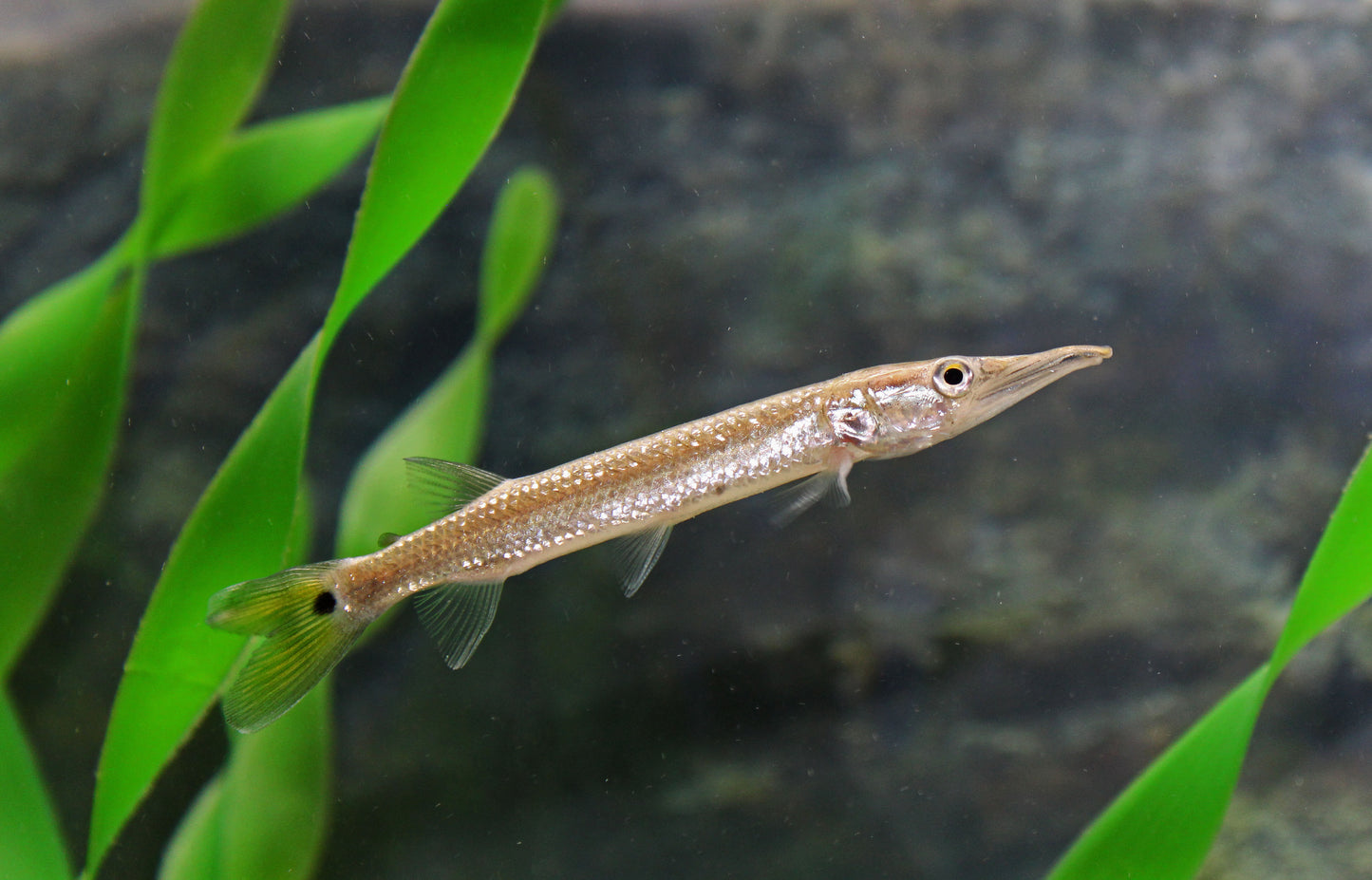 Rocket Gar