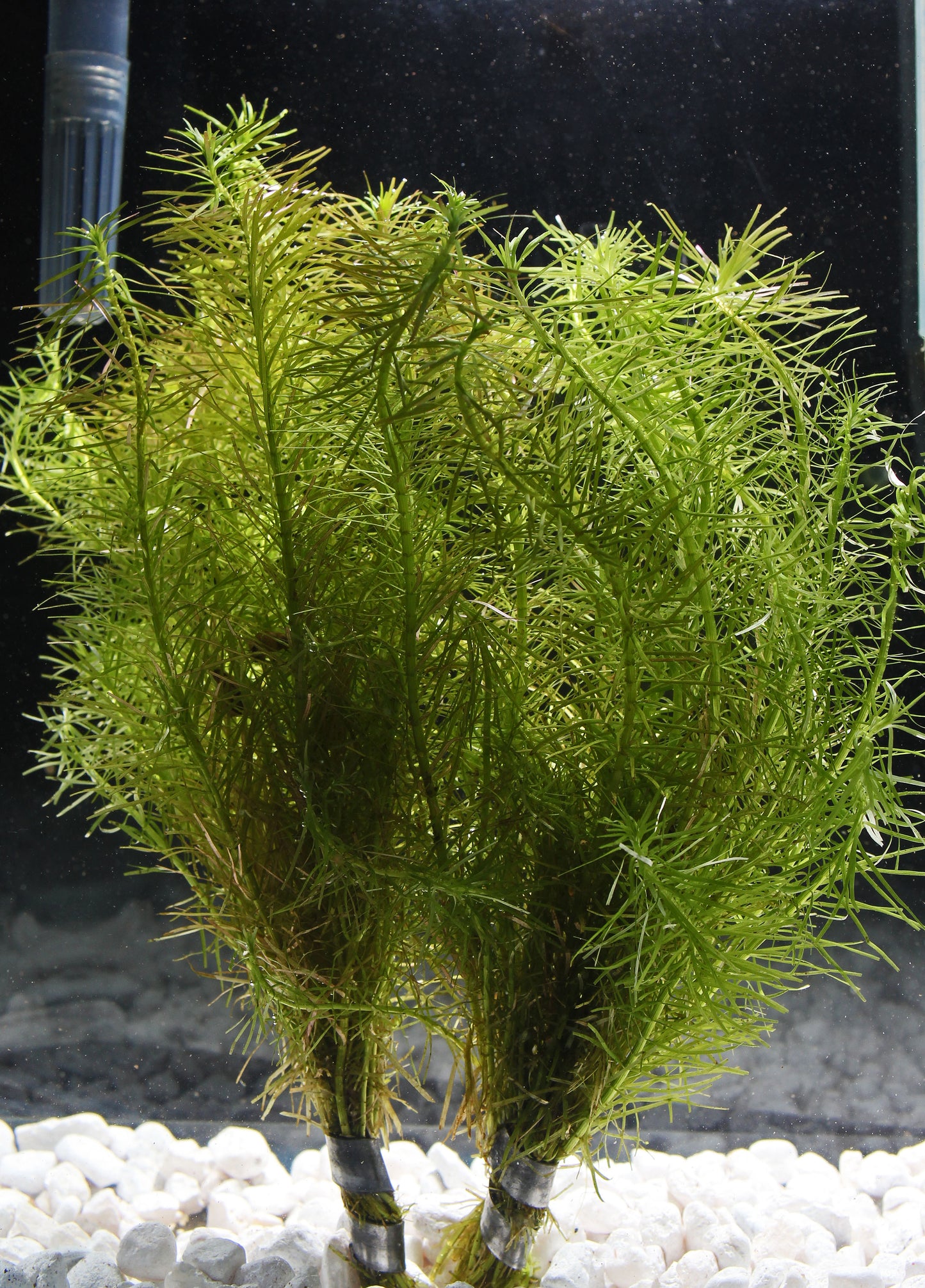 Rotala Nanjenshan Plant