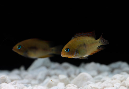 Two T-Bar Cichlids swimming in an aquarium, with a white substrate and mirror-like surface.