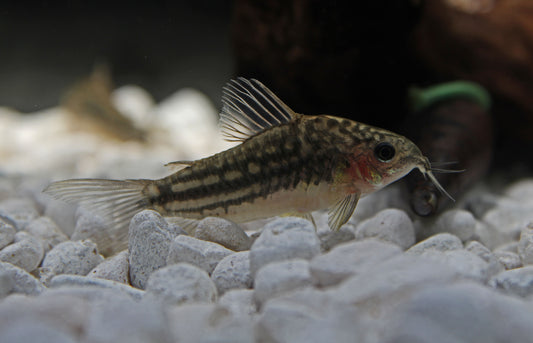 San Juan Corydoras Catfish