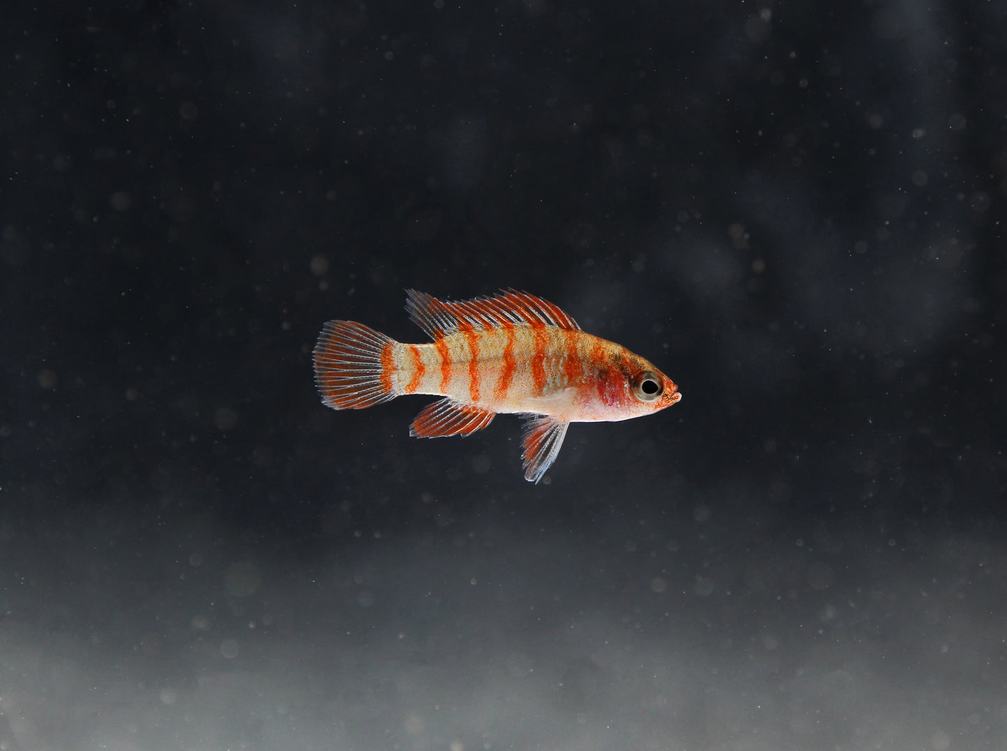 Scarlet Badis