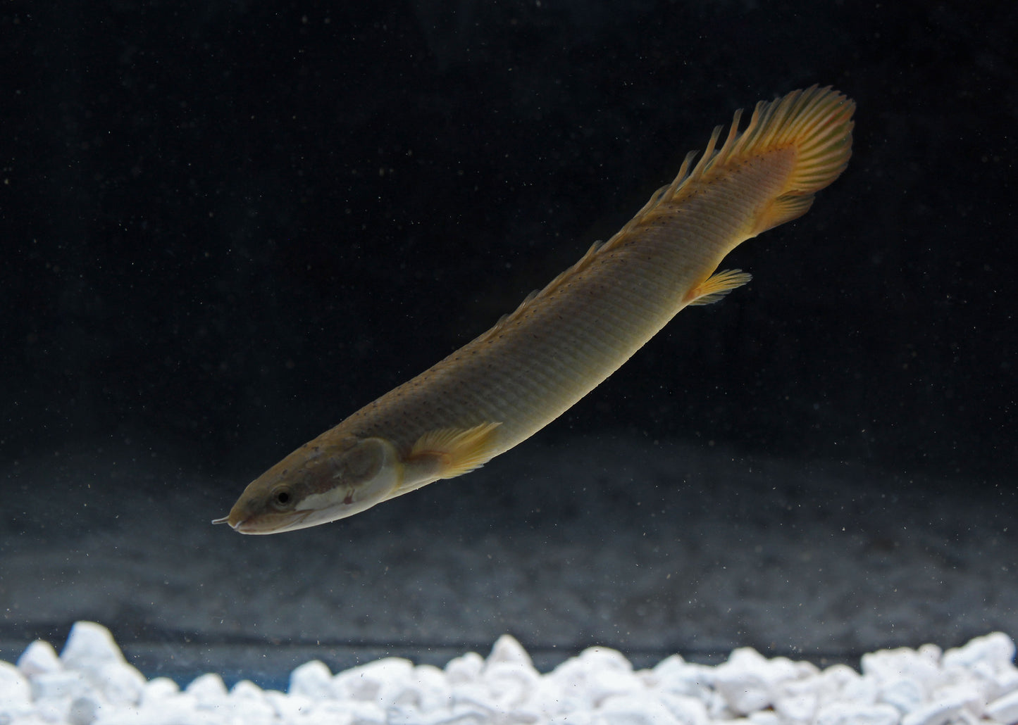 Senegal Bichir